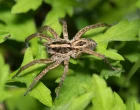 Schizocosa
