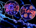proteiny v mozku