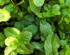 menthol
