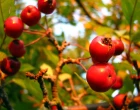 berries,brusinky
