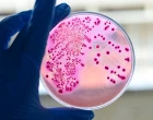 Gram-negative bacteria