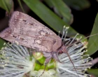 Bogong Moth (Agrotis infusa)