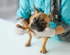 Za hranice NSAIDs – nový pohled na bolest při osteoartróze u psů a koček
