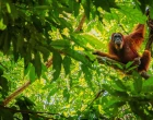 orangutan 25
