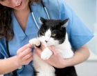 kocka u veterinare 2025