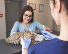 cat urine marker