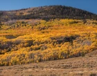 pando