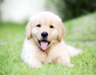 golden retriever puppy