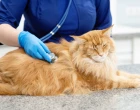 kočka u veterináře