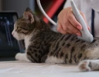 Kocka u veterinare