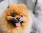 German Spitz