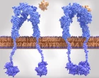 cytokine