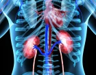 srdce a ledviny v anatomii člověka