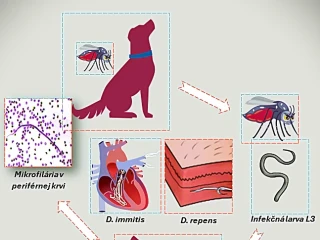 Dirofilaria immitis: Jak se „exotická“ parazitární infekce usídlila v Česku a na Slovensku - obr. 1