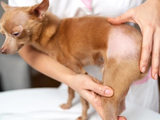 alopecie pes