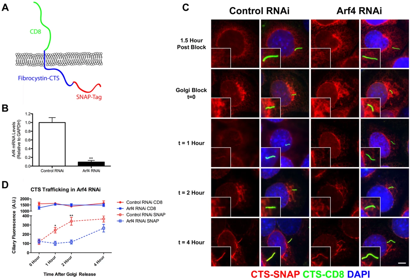 Arf4 Is Required for Mammalian Development but... | proLékárníky.cz