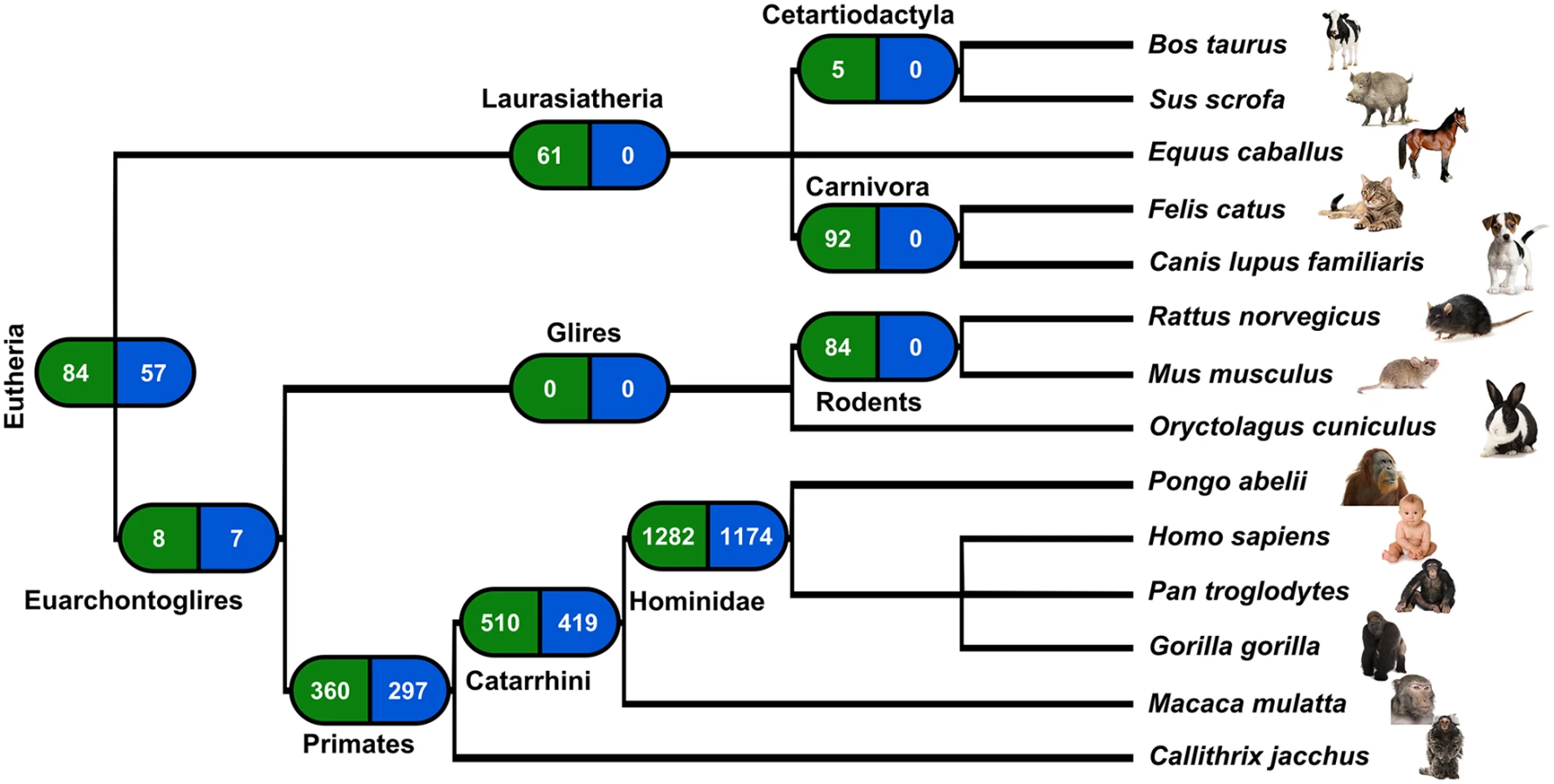Retrogene Inter-population Differences in Retrogene Loss... | proLékárníky.cz