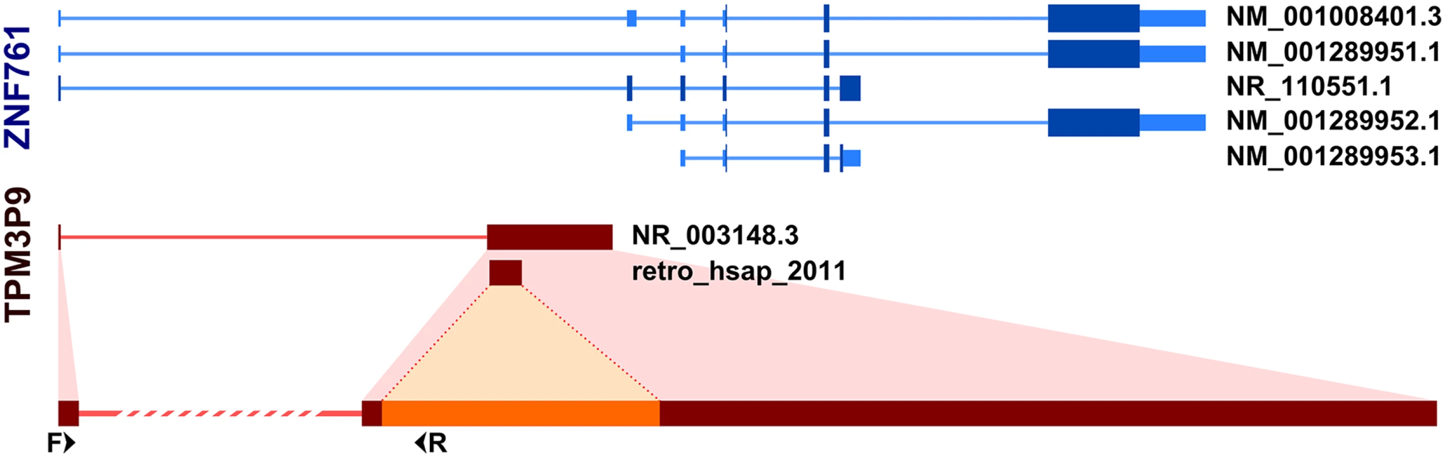Retrogene Inter-population Differences in Retrogene Loss... | proLékárníky.cz