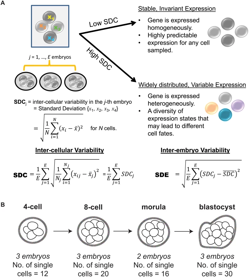 Variability of Gene Expression Identifies Tran... | proLékárníky.cz