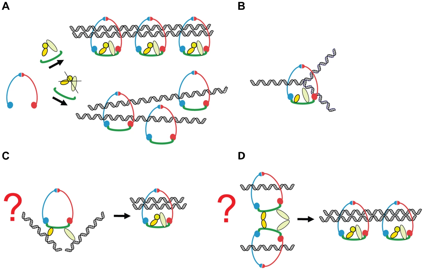Cohesion Rings Cohesin Rings Devoid of Scc3 and Pds5 Maintain The... | proLékaře.cz