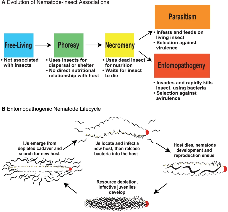 An Entomopathogenic Nematode by Any Other Name | proLékárníky.cz