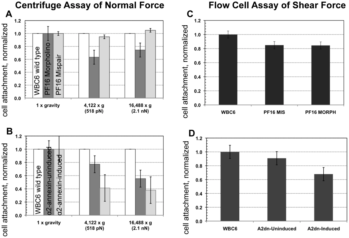 Trophozoites are able to maintain attachment when challenged with normal and shear forces, despite reduced flagellar beat frequency or diminished flagellar amplitude.