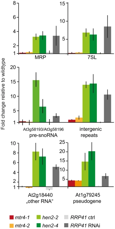 Loss of HEN2 results in over-accumulation of selected exosome targets.