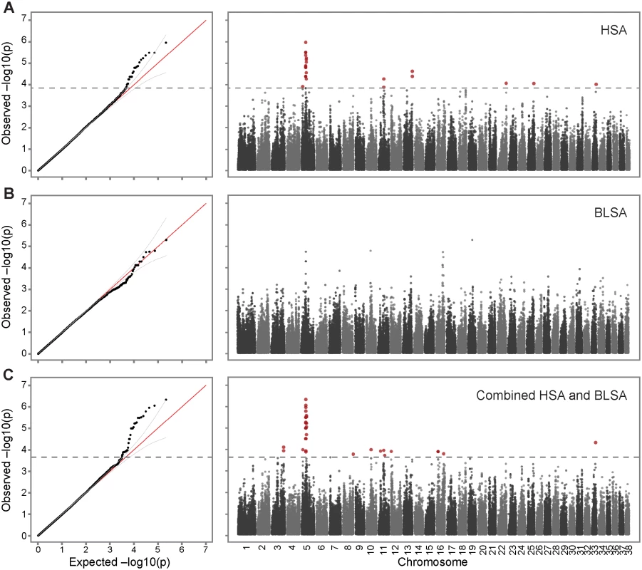 Genome-wide association of hemangiosarcoma and B-cell lymphoma identifies chromosome 5 as a common risk factor.