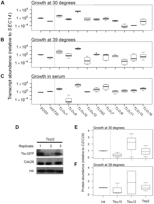 <i>TLO</i> expression is highly plastic at the transcript and protein level.