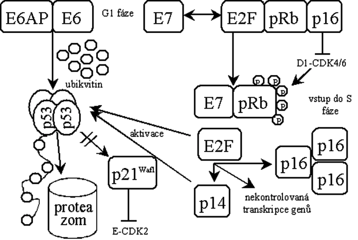 Schéma transformace buňky virovými onkogeny E6 a E7.
E6AP – buněčná ubikvitin ligáza rodiny E3, p21Waf1 – p53 závislý inhibitor cyklin-dependentních kináz, pRb – retinoblastomový nádorový supresor, E2F – transkripční faktor regulující přechod G1/S, p16 – inhibitor cyklin-dependentních kináz, p14 – inhibitor proteinu MDM2.