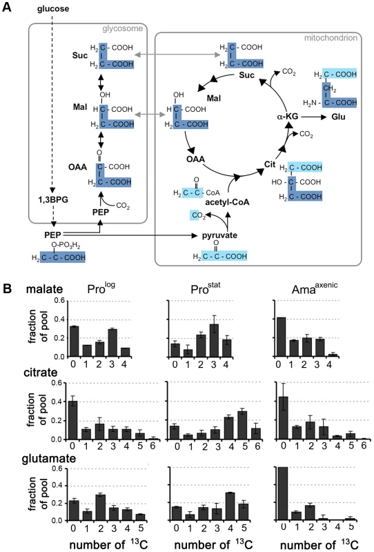 Stage-specific differences in TCA cycle fluxes.