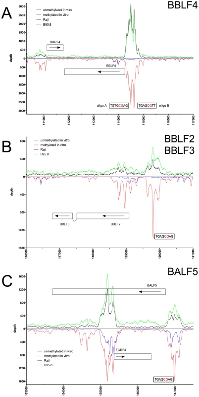 Identification of methylation-dependent Zta binding to selected viral promoter elements <i>in vivo</i> and <i>in vitro</i>.