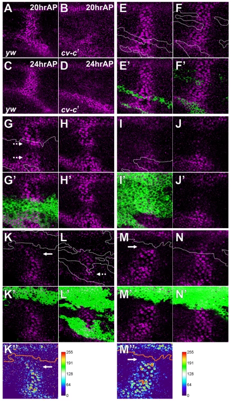 Cv-C is non-cell-autonomously required for BMP signaling.