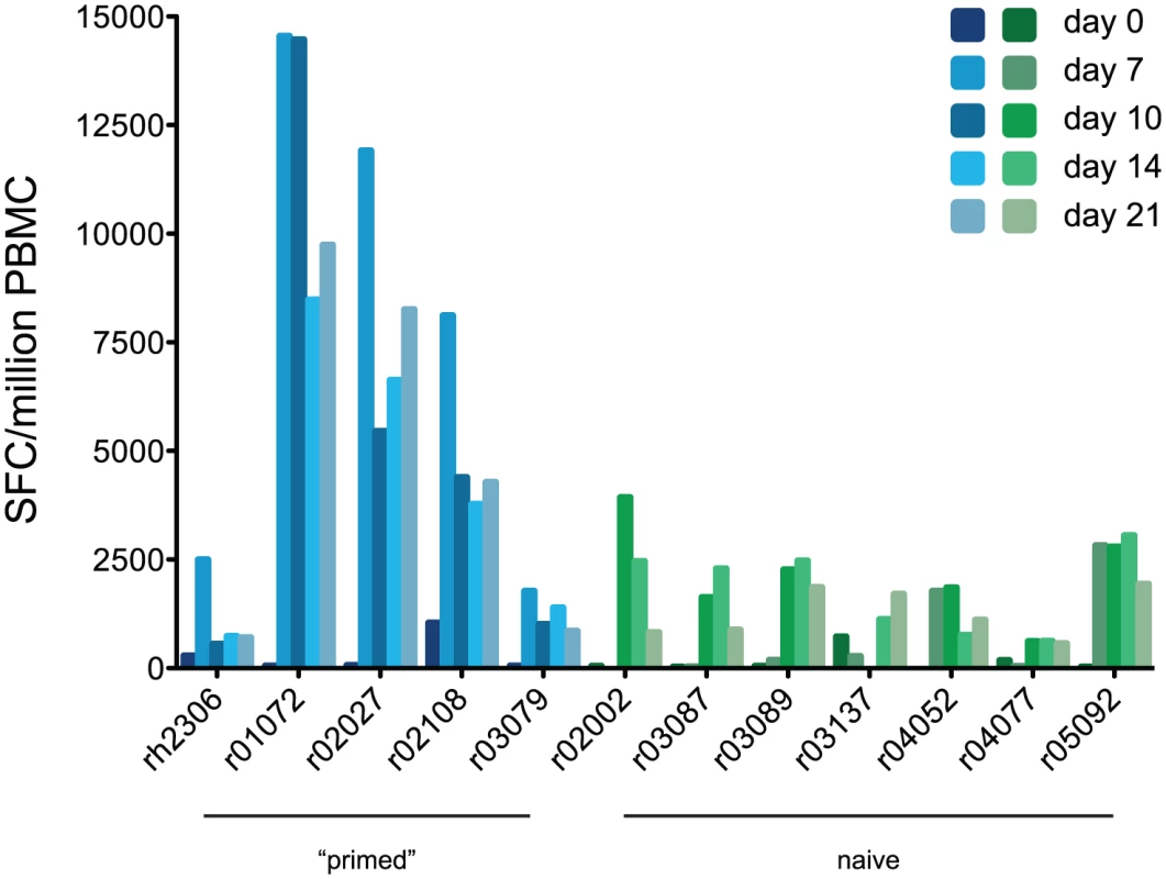 “Primed” animals mount stronger virus-specific T cell responses than naive animals after H1N1pdm challenge.