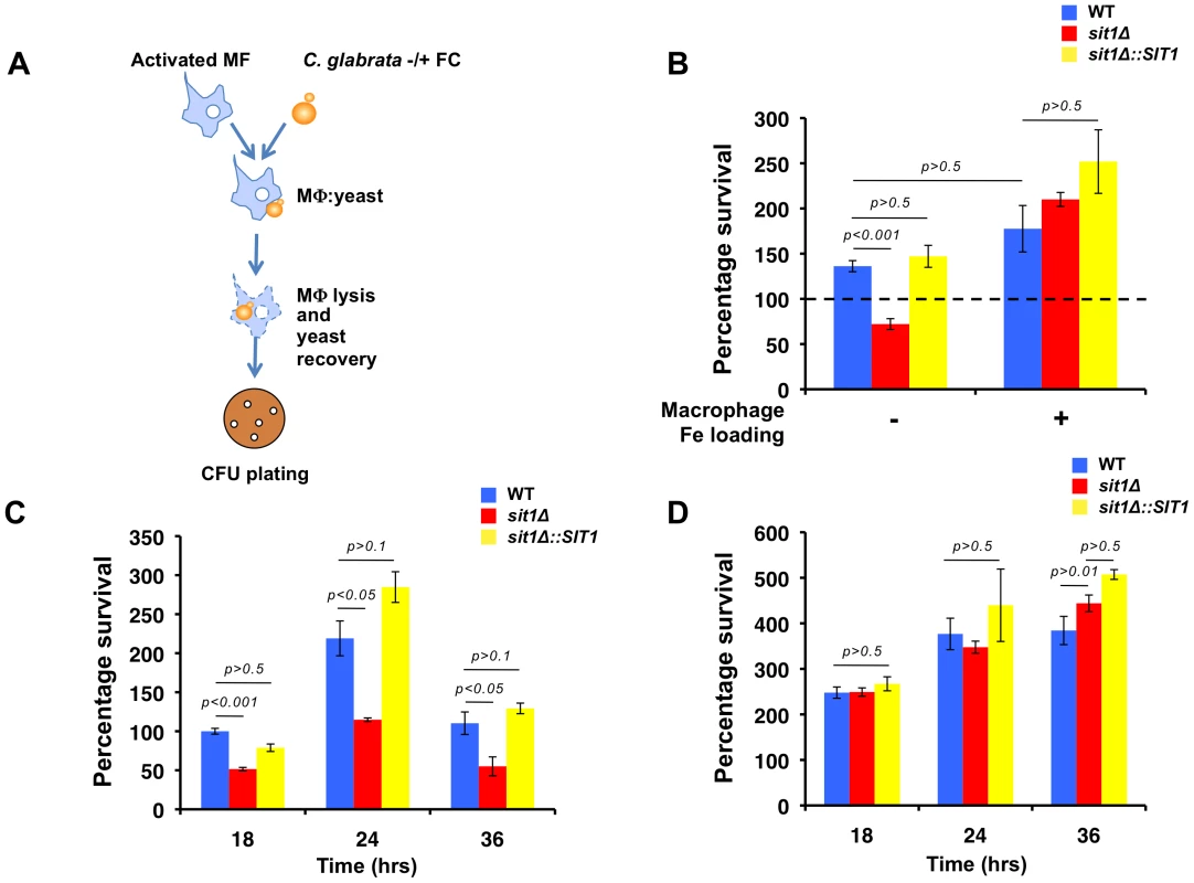 Macrophage Fe status determines the degree of Sit1 dependence for <i>C. glabrata</i> to survive macrophage killing. 