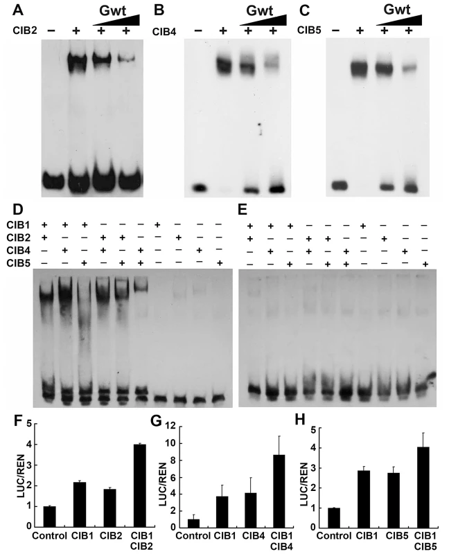 CIB heterodimers bind to the non-canonical E-box sequence of the <i>FT</i> promoter.