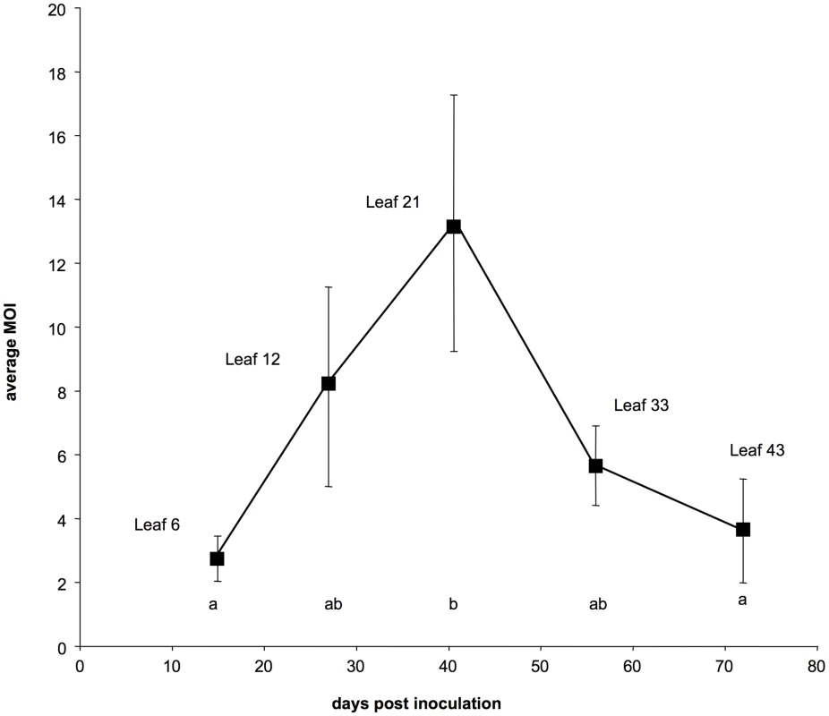 Dynamics of the multiplicity of cellular infection by <i>Cauliflower mosaic virus</i> in turnip plants.