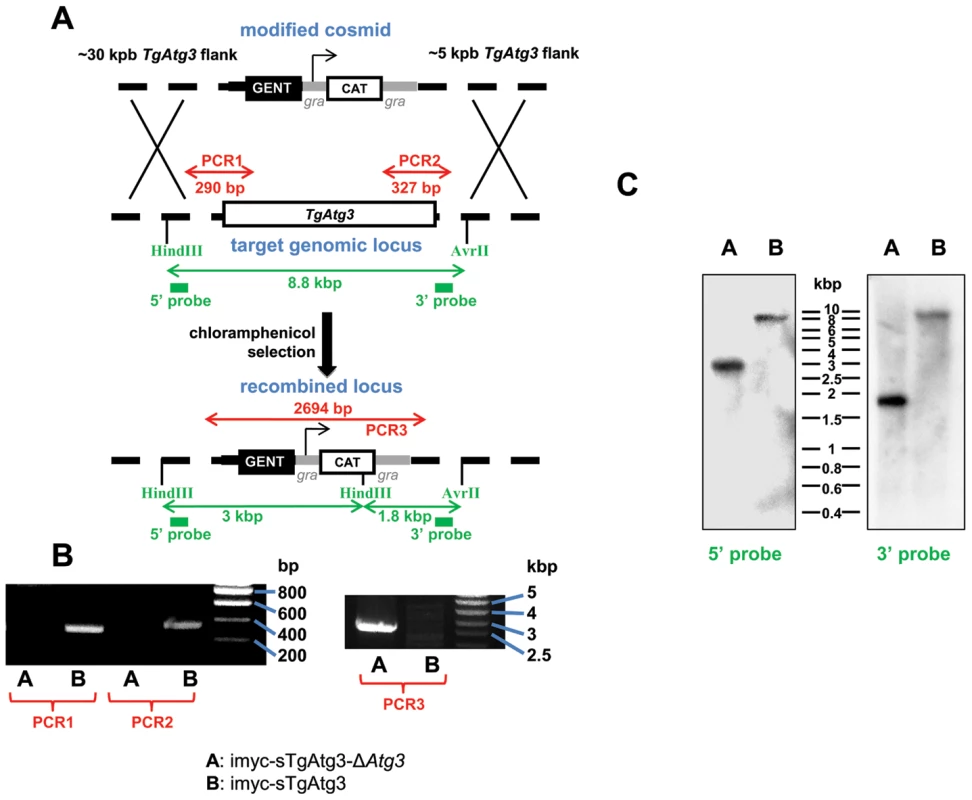 Generation of a <i>TgAtg3</i> conditional knock out mutant.
