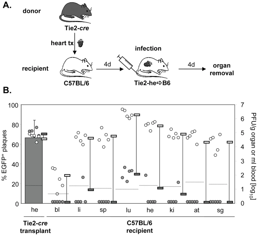 Little dissemination of EC-derived MCMV from heart transplants via secondary viremia.