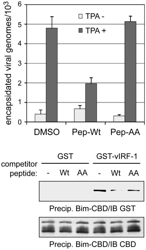 BBD peptide-mediated disruption of vIRF-1:Bim interaction.
