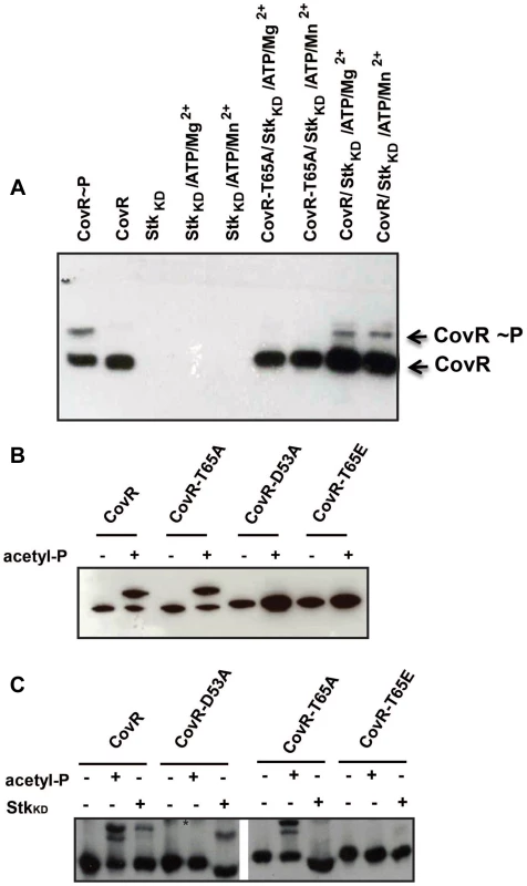CovR dual-site phosphorylation events influence each other.