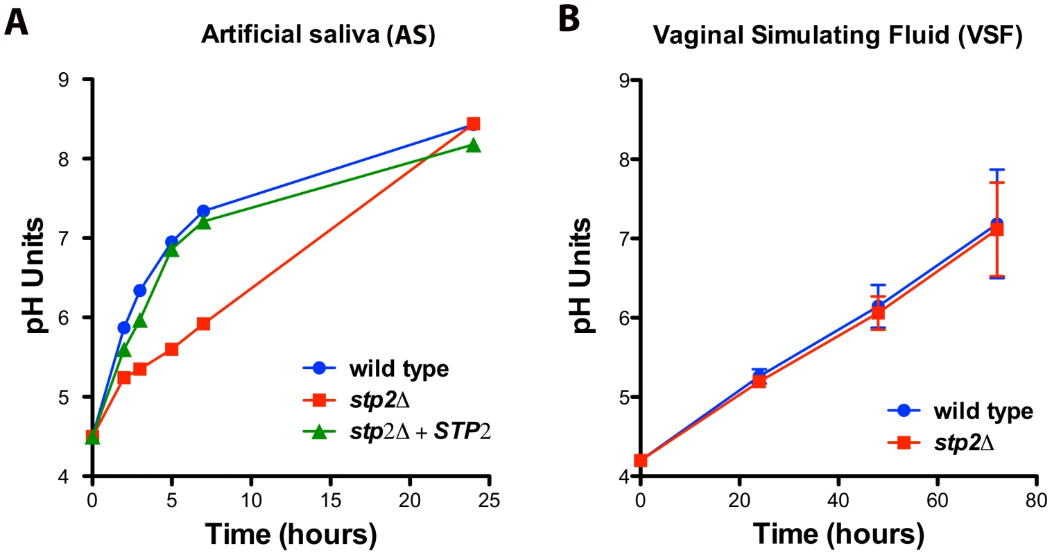 Environmental alkalinization by <i>C. albicans</i> occurs under host niche-simulating conditions.