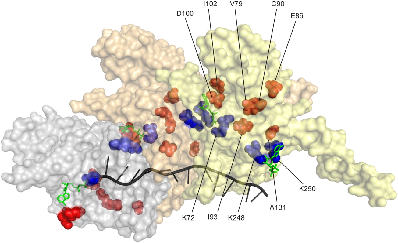 RecA protein amino acid residues affected in RecA variants with increased recombination potential.