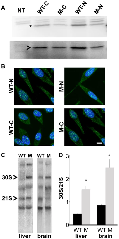 <i>Rps7<sup>Mtu</sup></i> shows reduced function in ribosomal precursor processing.