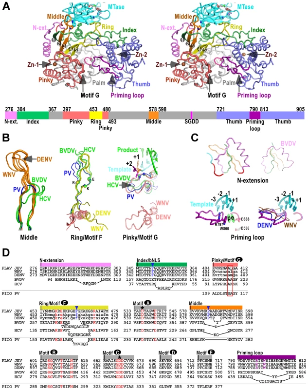 The RdRP region of flavivirus NS5.