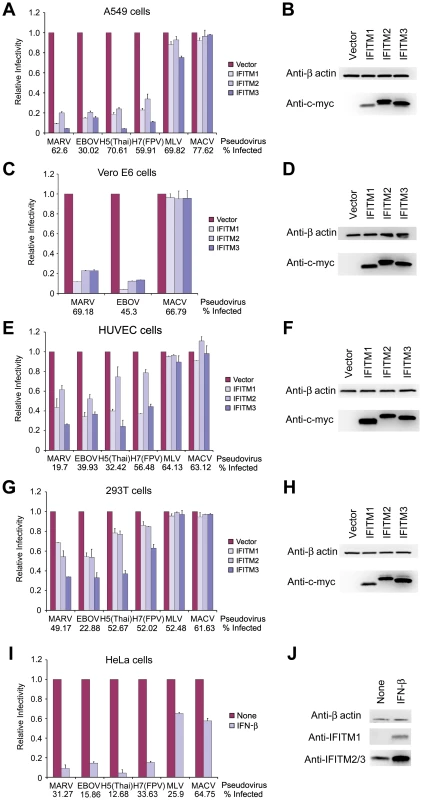 MARV and EBOV GP<sub>1,2</sub>-mediated entry is restricted by IFITM1, 2, and 3.