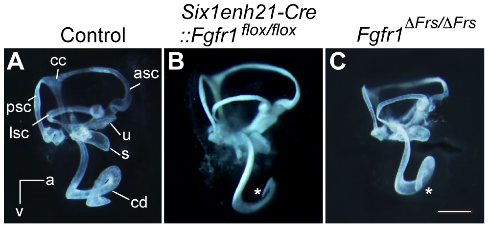 Inner ear development is disrupted in <i>Fgfr1</i> mutants.