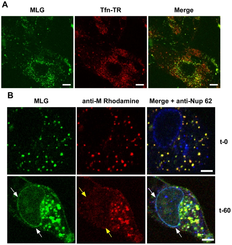 Localization of MLG at the nuclear envelope.