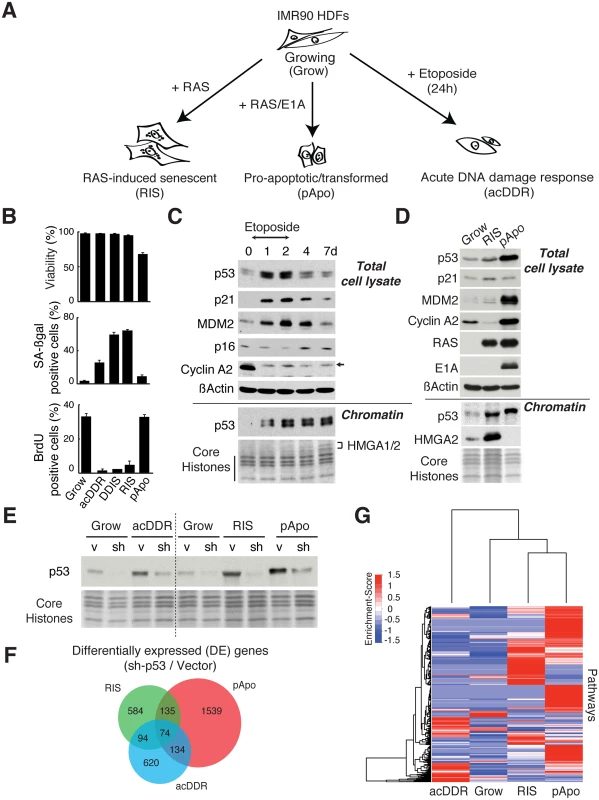 Phenotype-associated p53-responsive gene expression in IMR90 cells.