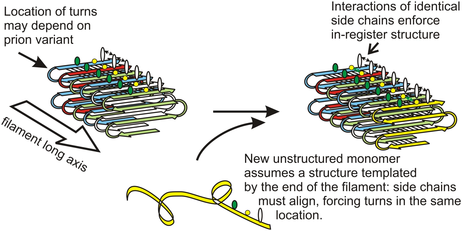 Protein conformation templating mechanism.